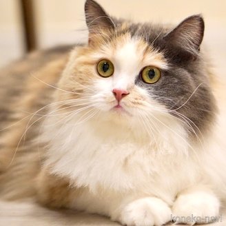 あんずちゃん1枚目